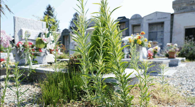 Gassino, chiusura temporanea del cimitero capoluogo per manutenzioni