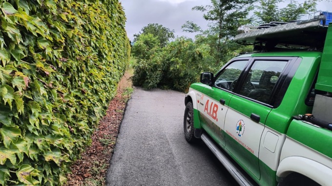Violenta grandinata su Sciolze e un albero caduto a Castiglione