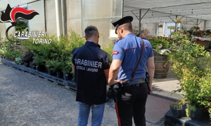 Caporalato e sicurezza sul lavoro: controlli in 14 aziende agricole torinesi