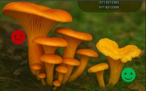 Funghi sicuri: a Settimo torna il servizio gratuito dell’Asl TO4