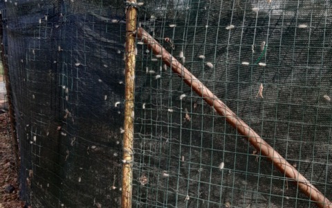 Invasione di Ifantria americana tra le aree verdi e spazi privati