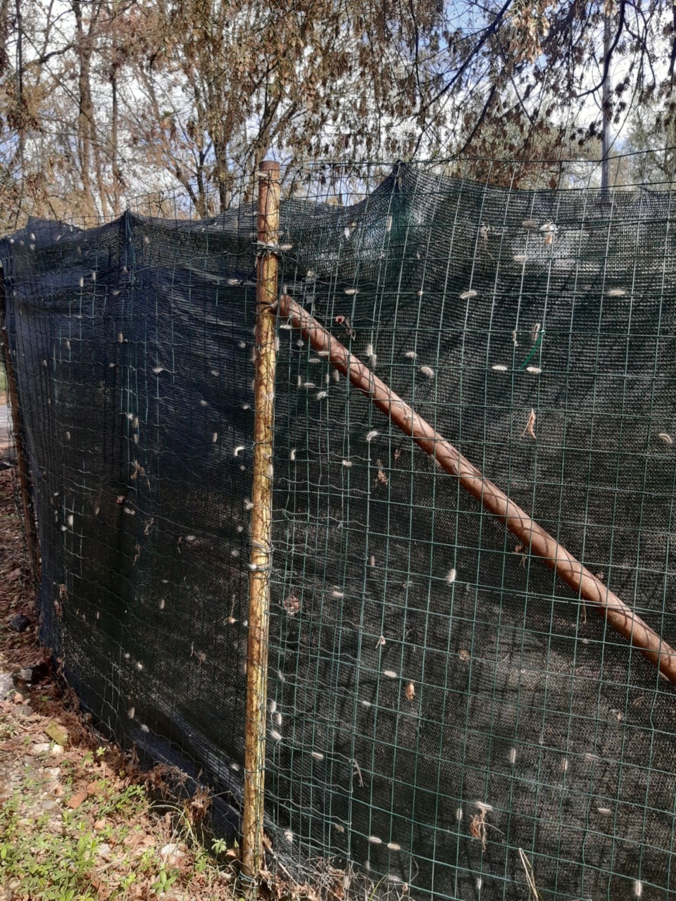 Invasione di Ifantria americana tra le aree verdi e spazi privati