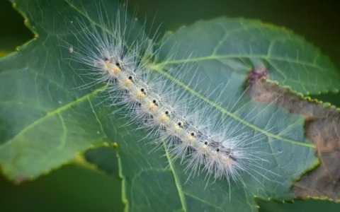 Settimo Torinese, interventi contro l’ifantria americana sugli alberi