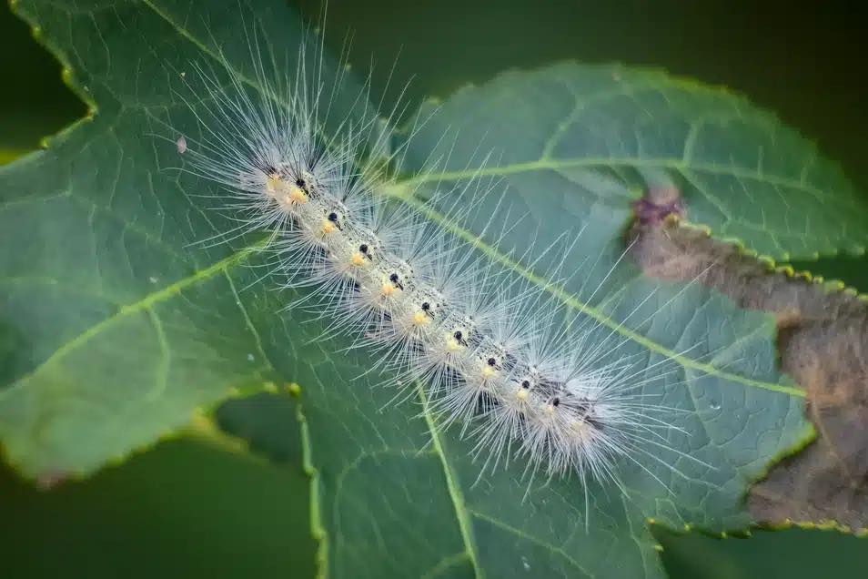 Settimo Torinese, interventi contro l’ifantria americana sugli alberi