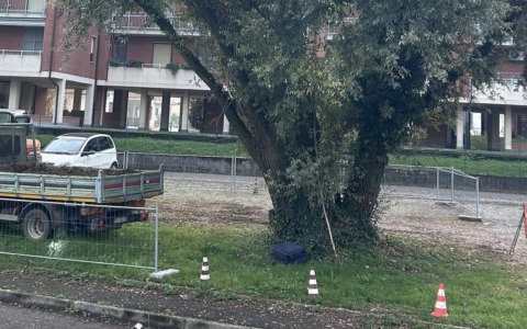 San Mauro Torinese: al via le potature autunnali del verde pubblico