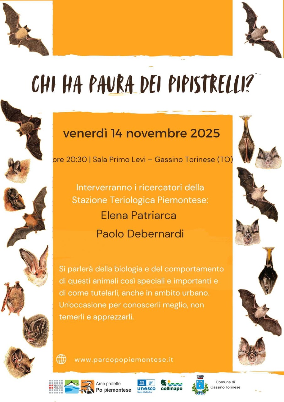 Chi ha paura dei pipistrelli? A Gassino un incontro alla scoperta di queste creature