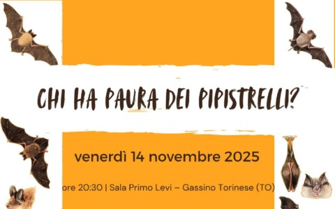 Chi ha paura dei pipistrelli? A Gassino un incontro alla scoperta di queste creature