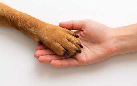 Settimo Torinese, via libera alla tumulazione congiunta: si potrà riposare accanto al proprio animale domestico