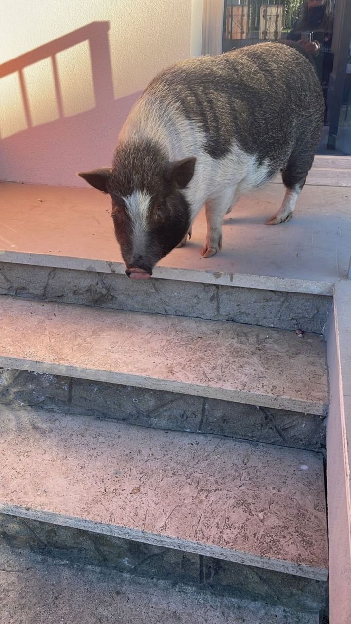 Gassino, ritrovato in strada un maialino domestico: il Comune cerca il proprietario