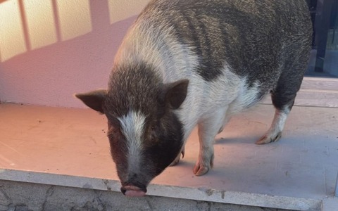Gassino, ritrovato in strada un maialino domestico: il Comune cerca il proprietario