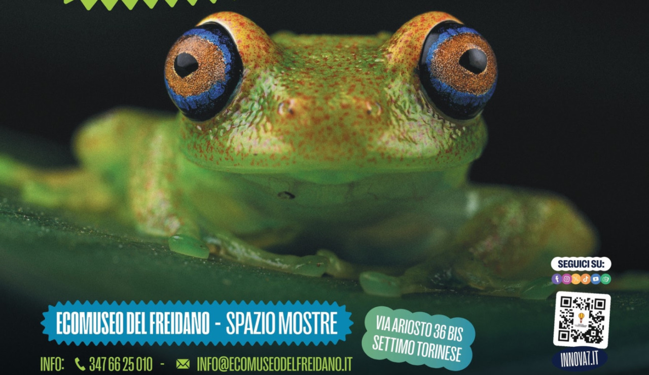 Cosa fare a Settimo Torinese Torinese e dintorni nel fine settimana: gli eventi del 15 e 16 novembre