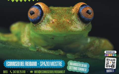 Cosa fare a Settimo Torinese Torinese e dintorni nel fine settimana: gli eventi del 15 e 16 novembre