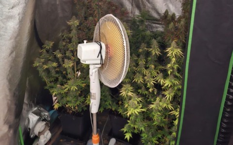 Settimo Torinese, coltivavano cannabis e funghi allucinogeni in cucina: coppia nei guai