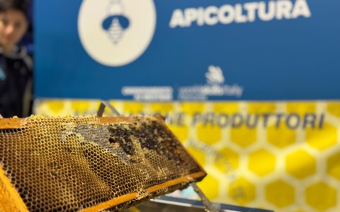 Il “Regno delle api” arriva nelle scuole: contributi regionali anche a Settimo e Castiglione