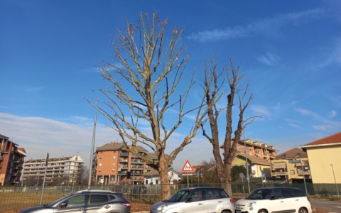 San Mauro Torinese: prosegue il piano potature, priorità a scuole e viali cittadini