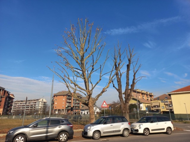 San Mauro Torinese: prosegue il piano potature, priorità a scuole e viali cittadini