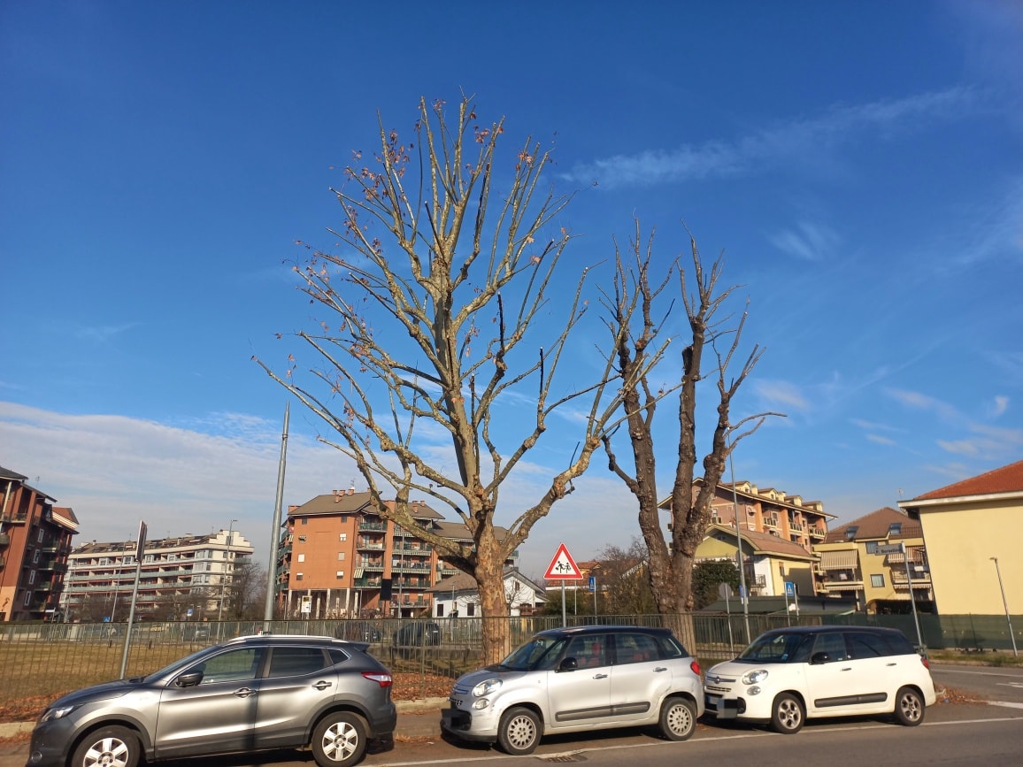 San Mauro Torinese: prosegue il piano potature, priorità a scuole e viali cittadini