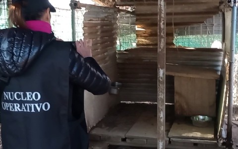 A Settimo le guardie zoofile sequestrano cinque cani da caccia