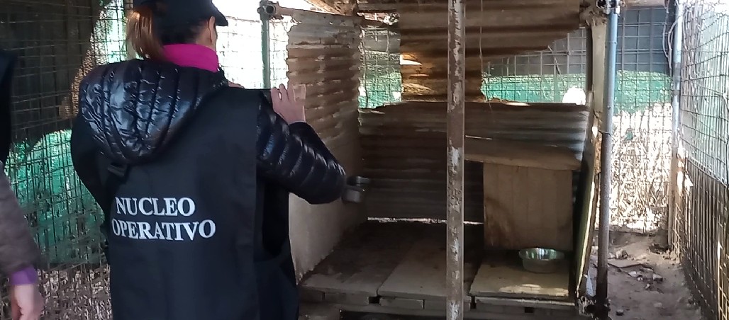 A Settimo le guardie zoofile sequestrano cinque cani da caccia