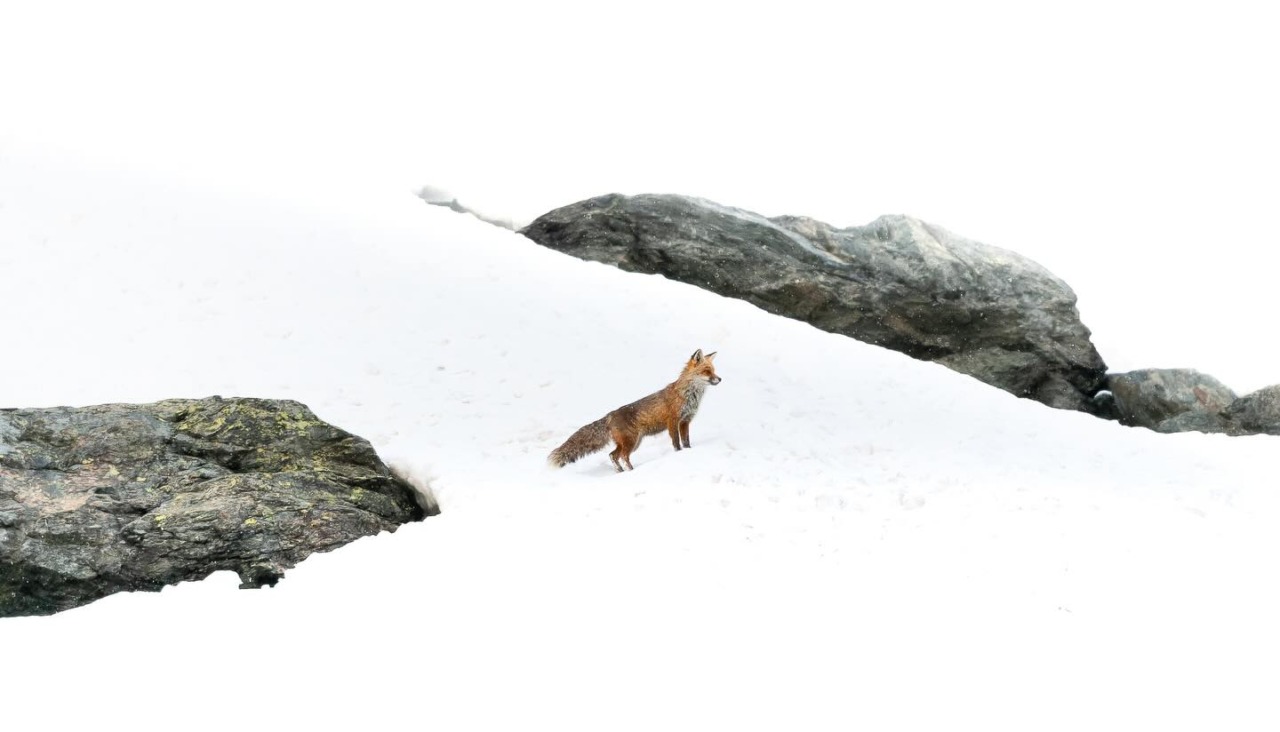 San Mauro Torinese, prorogata fino al 25 gennaio la mostra “Some Kind of Nature”