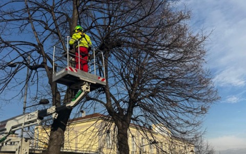 Settimo Torinese: partiti i lavori di potatura in tutta la città