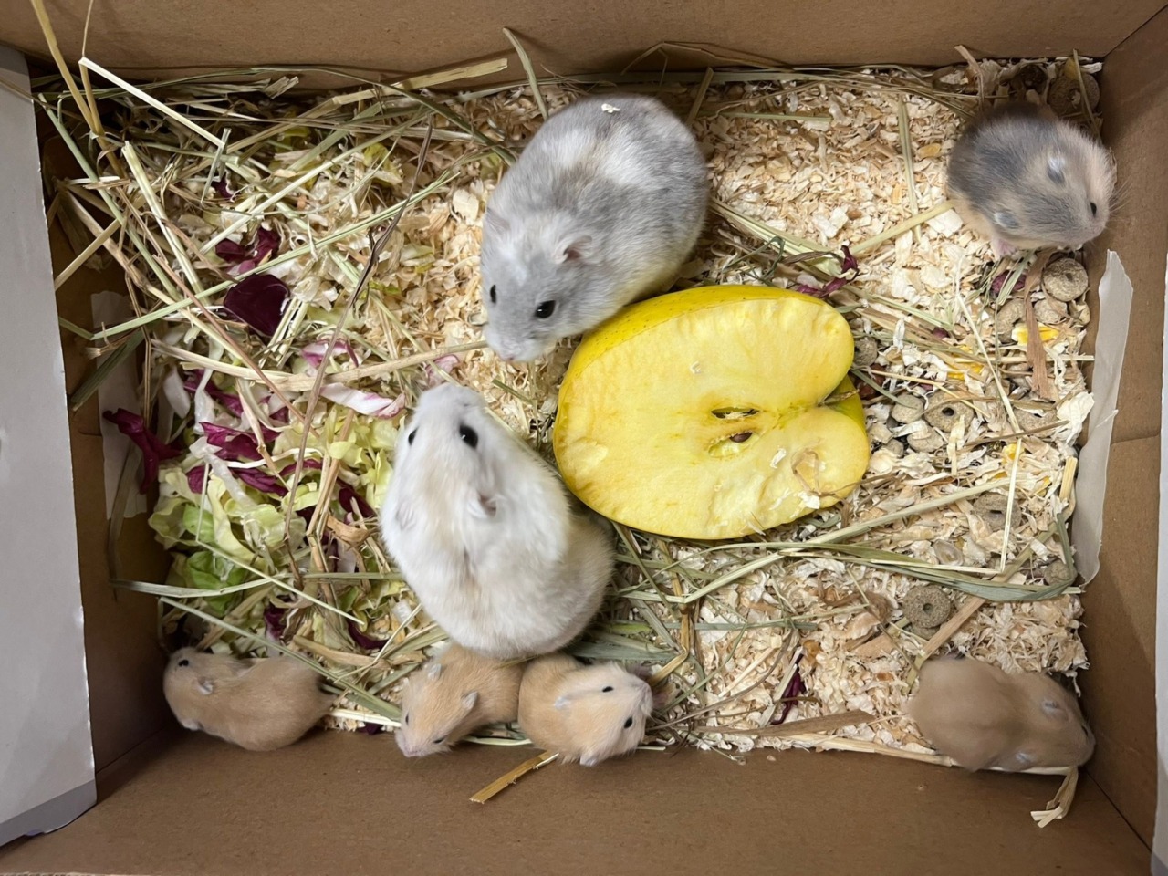 Settimo Torinese: nove criceti abbandonati salvati dal Canc