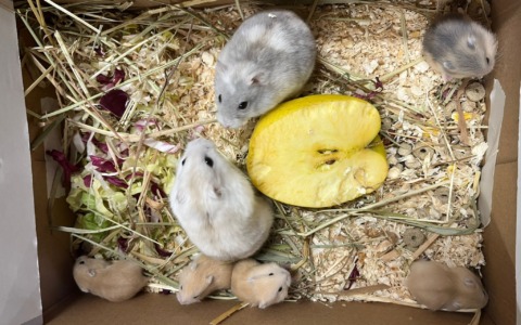 Settimo Torinese: nove criceti abbandonati salvati dal Canc