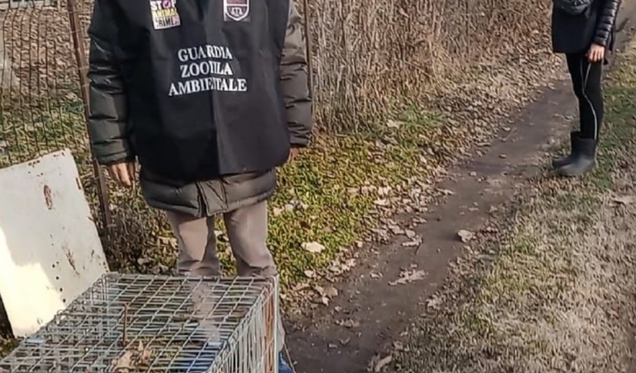 Settimo, trappole illegali negli orti e cani maltrattati: due denunciati