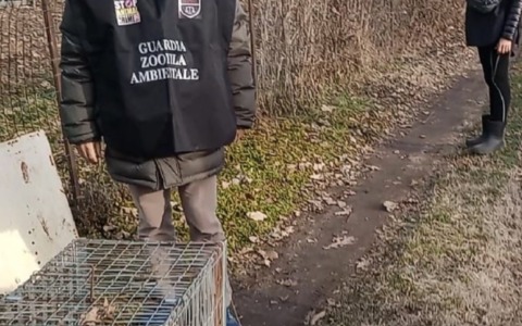 Settimo, trappole illegali negli orti e cani maltrattati: due denunciati