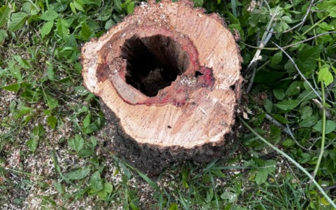 Settimo Torinese, in corso gli interventi sulle alberature pericolose a Borgo Nuovo