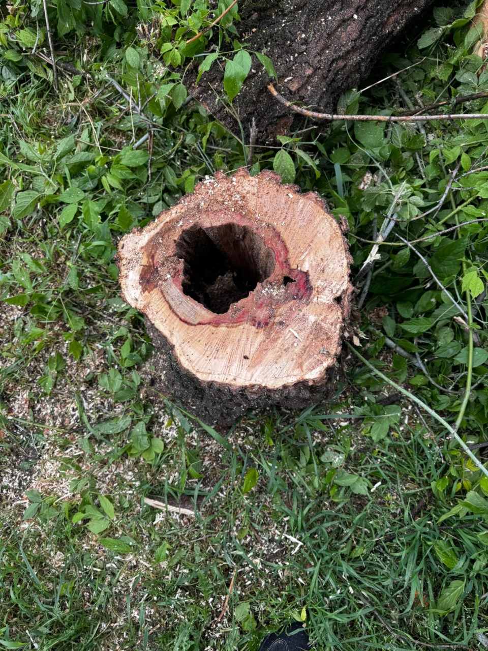 Settimo Torinese, in corso gli interventi sulle alberature pericolose a Borgo Nuovo