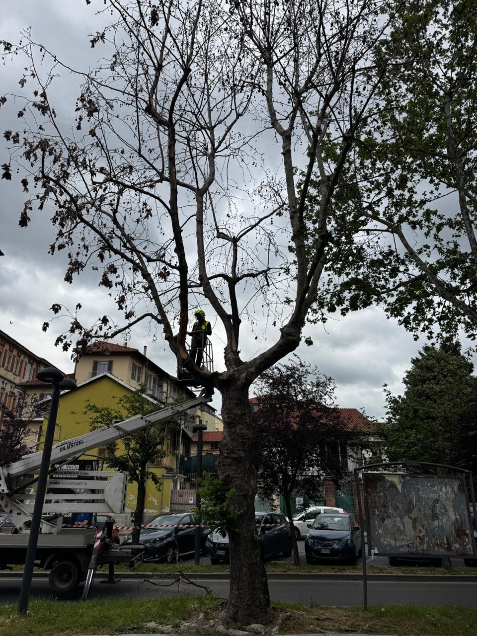 Settimo Torinese, alberi a rischio: proseguono gli abbattimenti