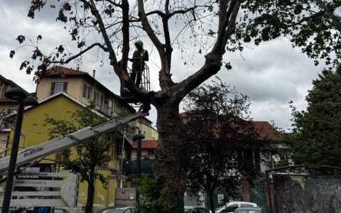 Settimo Torinese, alberi a rischio: proseguono gli abbattimenti