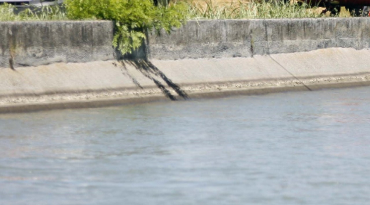Gassino, allarme nel canale a Pasquetta: salvato un capriolo