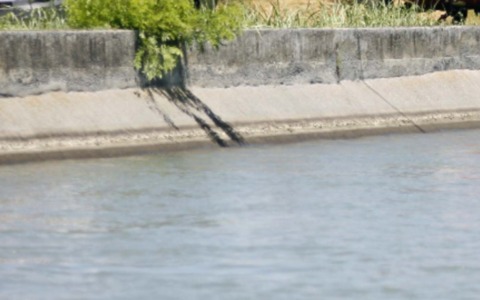 Gassino, allarme nel canale a Pasquetta: salvato un capriolo