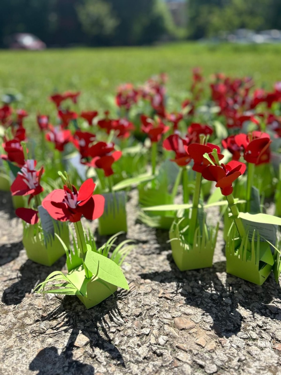 A San Mauro “1000 Papaveri Rossi”: grazie agli studenti fiorisce la memoria della Resistenza