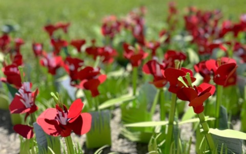 A San Mauro “1000 Papaveri Rossi”: grazie agli studenti fiorisce la memoria della Resistenza