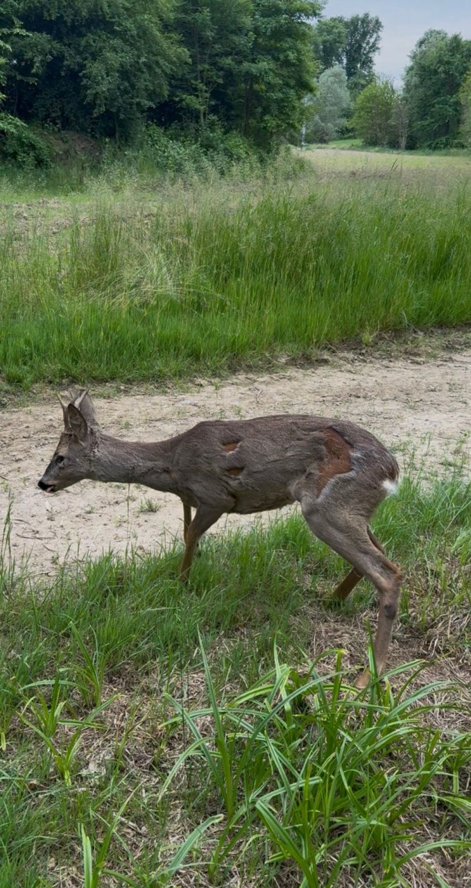 Venaria Reale, capriolo intrappolato nella recinzione: salvato e liberato in natura