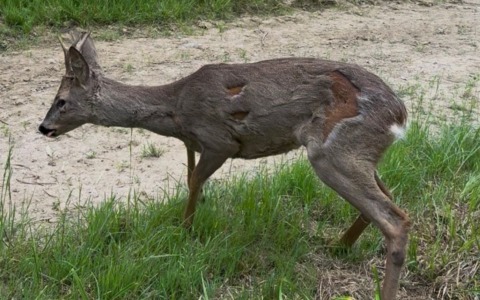 Venaria Reale, capriolo intrappolato nella recinzione: salvato e liberato in natura