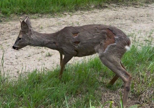 Venaria Reale, capriolo intrappolato nella recinzione: salvato e liberato in natura