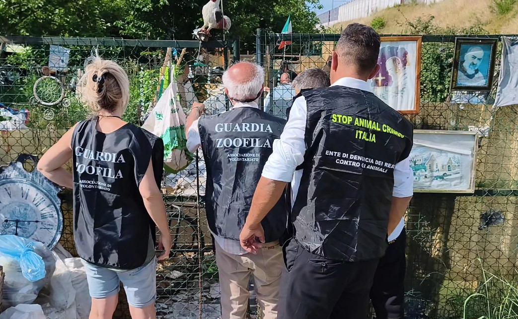 Settimo Torinese, pitbull abbandonato in una discarica tra rifiuti e lamiere: scatta il sequestro