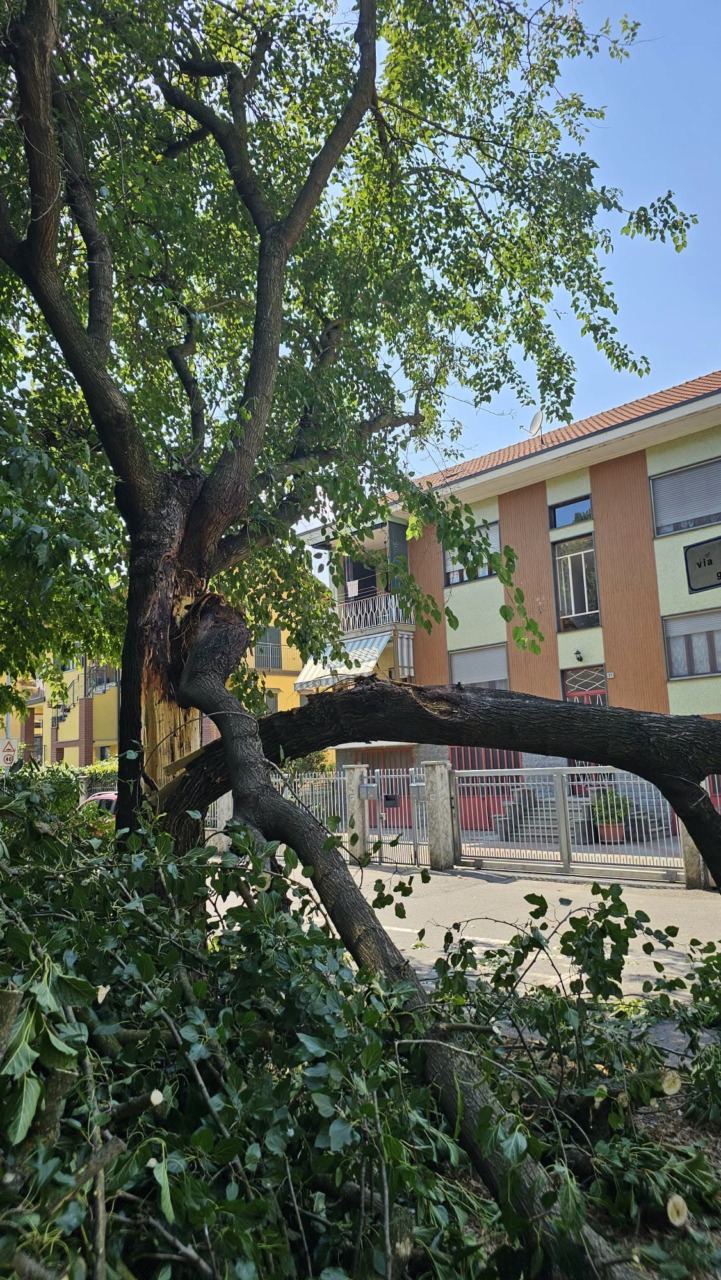 Settimo Torinese, rimossi gli aceri di via Primo Levi dopo il cedimento di un ramo