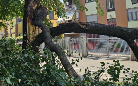 Settimo Torinese, rimossi gli aceri di via Primo Levi dopo il cedimento di un ramo