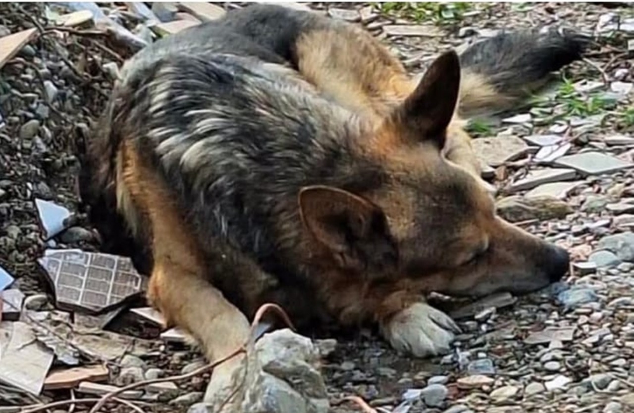 Incendio in via Ceres, ritrovato vivo dopo un mese il cane scomparso