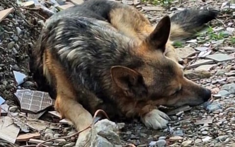 Incendio in via Ceres, ritrovato vivo dopo un mese il cane scomparso