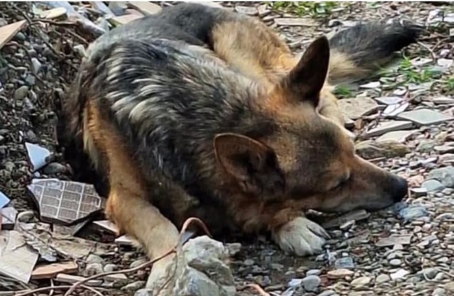 Incendio in via Ceres, ritrovato vivo dopo un mese il cane scomparso