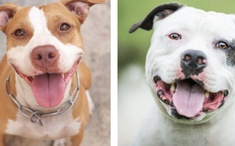 Venaria Reale, lascia due cani chiusi in casa per andare in vacanza: denunciato