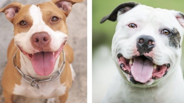 Venaria Reale, lascia due cani chiusi in casa per andare in vacanza: denunciato