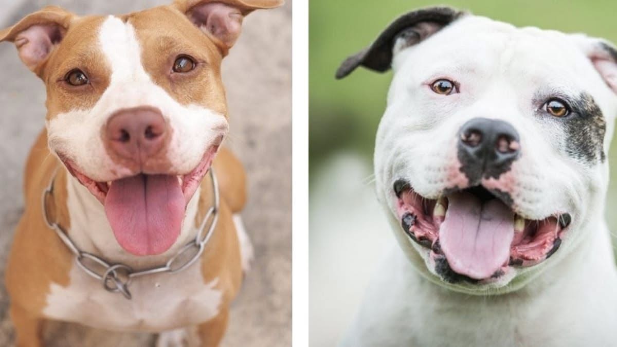 Venaria Reale, lascia due cani chiusi in casa per andare in vacanza: denunciato