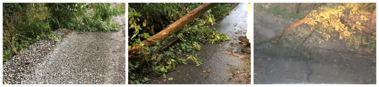 Violento temporale e forti raffiche di vento provocano il crollo di alberi